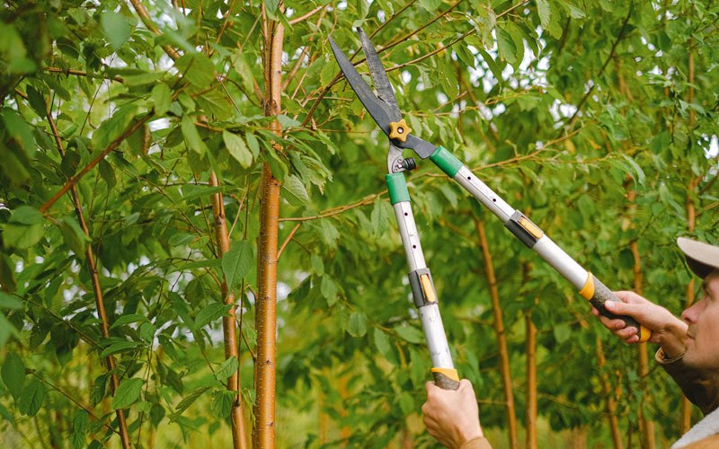 Tree trimming in West Coxsackie, NY
